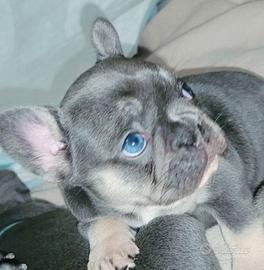 Cuccioli bulldog francesi blu e blu found M e F