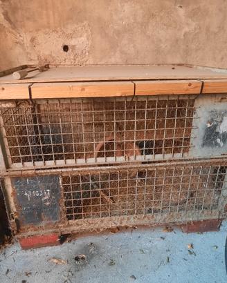  gabbia grande per conigli