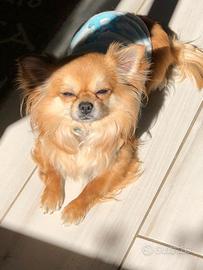 Chihuahua maschio per monta