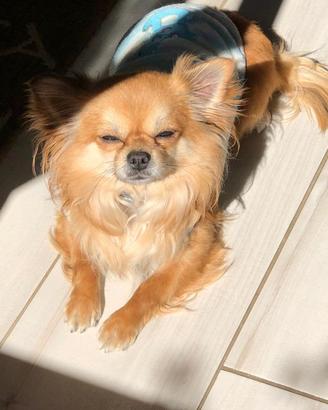 Chihuahua maschio per monta