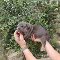 American Pitbull terrier ukc