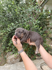 American Pitbull terrier ukc