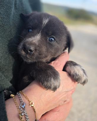 Cuccioli taglia media