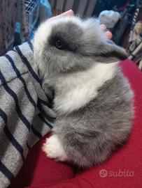 Coniglietto nano