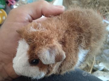 Porcellini D'india Razza US Teddy