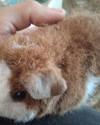 Porcellini D'india Razza US Teddy