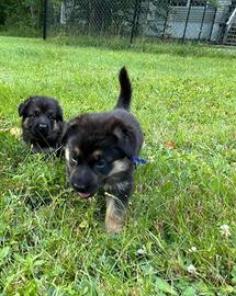 Cuccioli di pastori tedesco