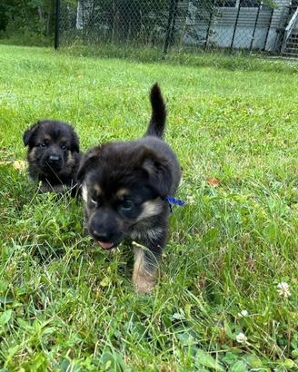 Cuccioli di pastori tedesco