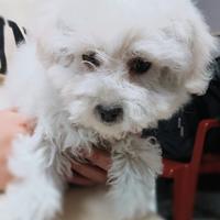 Maltese
