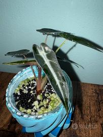 Alocasia bambino