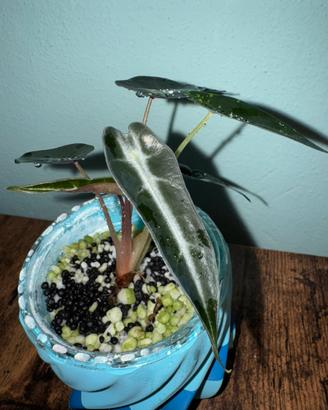 Alocasia bambino