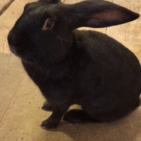 Conigli Coniglio maschio nero