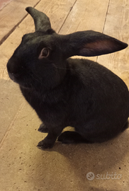 Conigli Coniglio maschio nero