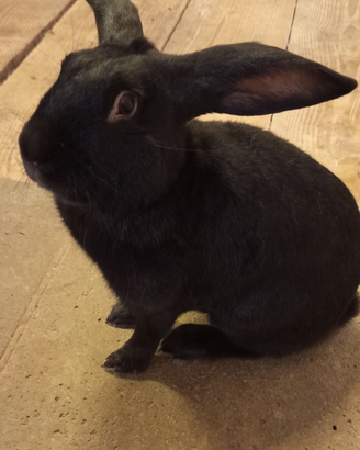 Conigli Coniglio maschio nero
