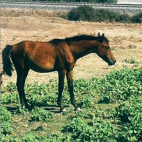 Cavallo maschio 12 mesi