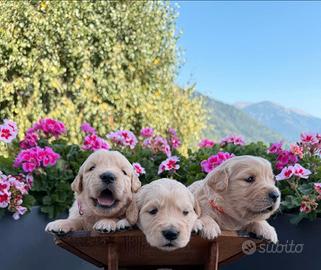 Cuccioli Golden Retriever 100% americani