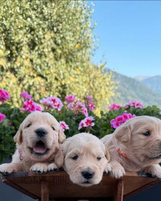 Cuccioli Golden Retriever 100% americani