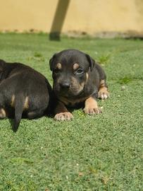 Pitbull tricolor