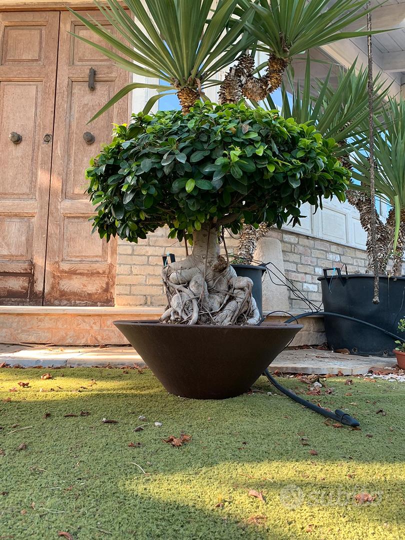 Bonsai Ginseng esemplare