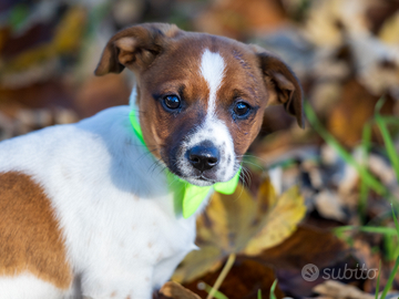 Cucciolata di jack Russell