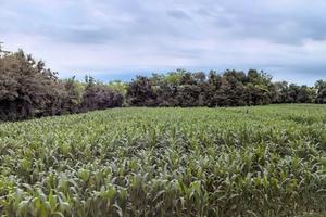 Terreno Agricolo San Quirino