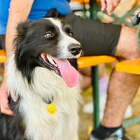Border Collie con pedigree per accoppiamento