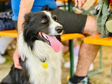 Border Collie con pedigree per accoppiamento