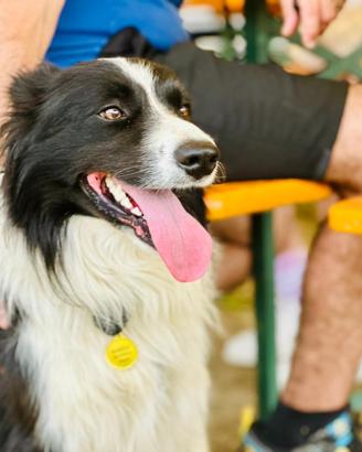 Border Collie con pedigree per accoppiamento