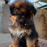 Cuccioli pastore tedesco alta genealogia
