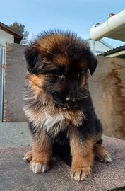Cuccioli pastore tedesco alta genealogia
