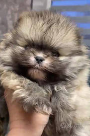 Spitz di Pomerania nano