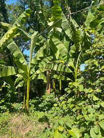 Banani