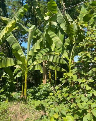 Banani