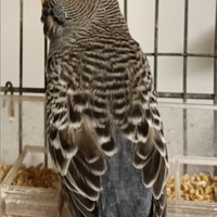 Cocorita black face antracite doppio fattore