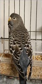 Cocorita black face antracite doppio fattore