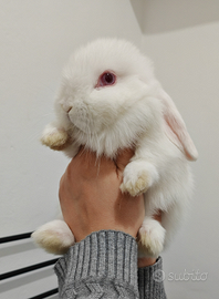 Coniglio Ariete albino