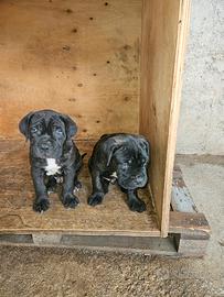 Cuccioli cane corso