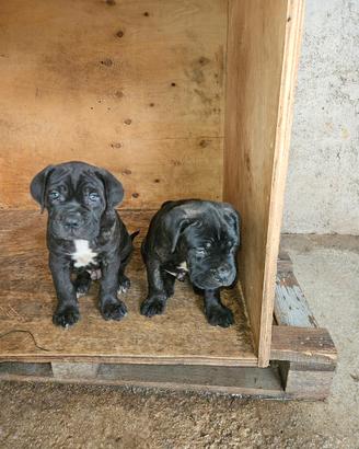 Cuccioli cane corso