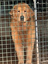 Golden retriver americano