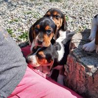 Beagle Elisabeth cuccioli