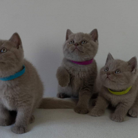 British shorthair scontati