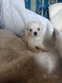 Maltese coreano