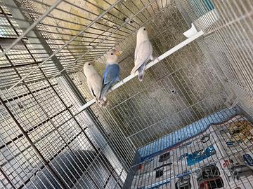 Pulli di inseparabili