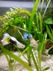 9 Avannotti di Guppy di un mese - Roma pisana