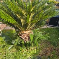 pianta cycas di 8 anni. 