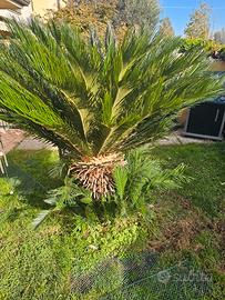pianta cycas di 8 anni. 