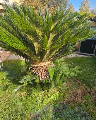 pianta cycas di 8 anni. 