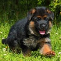 Cuccioli Pastore Tedesco
