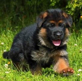 Cuccioli Pastore Tedesco