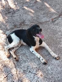 Cucciola di Breton 